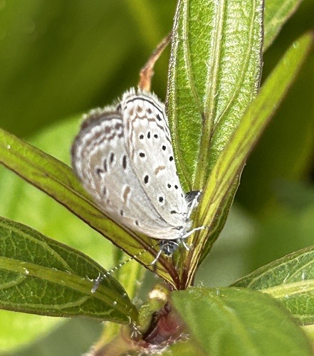 ผีเสื้อฟ้าจุดขอบ · Tiny Grass Blue · Zizula hylax