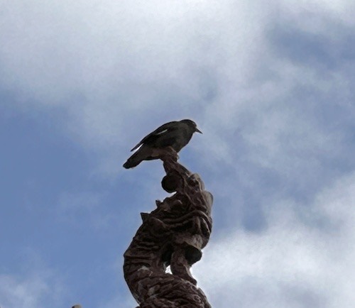 นกเอี้ยงสาริกา · Common Myna · Acridotheres tristis