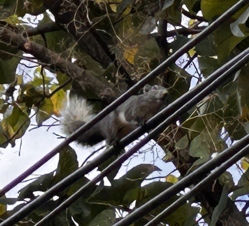 กระรอกหลากสี · Finlayson's Squirrel · Callosciurus finlaysonii