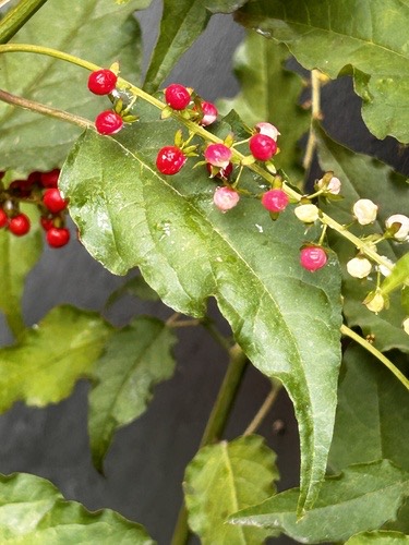 พริกฝรั่ง · pigeonberry · Rivina humilis