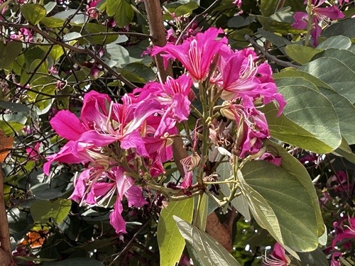 ชงโค · Hong Kong orchid tree · Bauhinia × blakeana