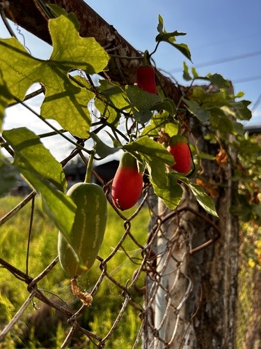 ตำลึง · Ivy gourd · Coccinia grandis