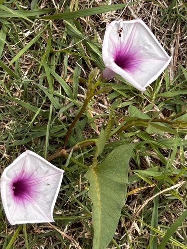 ผักบุ้ง · Water Morning Glory · Ipomoea aquatica