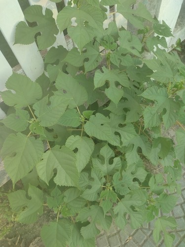 ปอสา · Paper mulberry · Broussonetia papyrifera