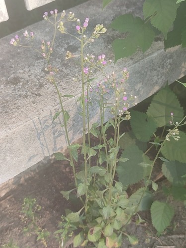 หญ้าละออง · little ironweed · Cyanthillium cinereum