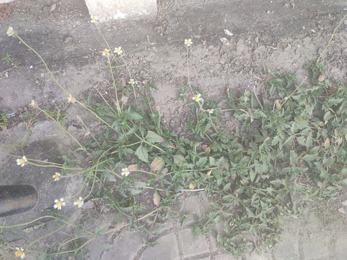 ตีนตุ๊กแก · Tridax Daisy · Tridax procumbens