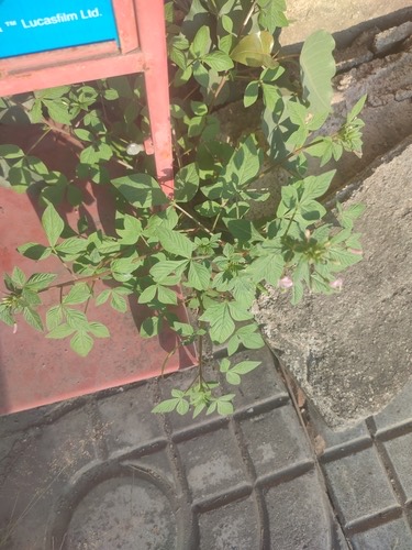 ผักเสี้ยนขน · Purple Cleome · Cleome rutidosperma