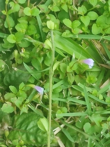 หญ้ากาบหอยตัวเมีย · Brittle False Pimpernel · Torenia crustacea