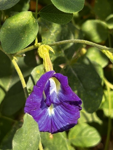 อัญชัน · Blue Pea · Clitoria ternatea
