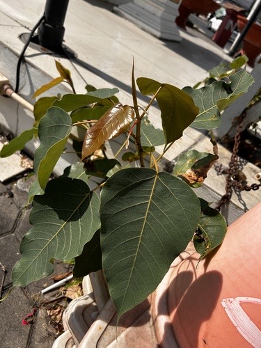 โพ · Sacred fig · Ficus religiosa