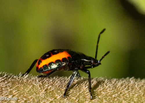 Eocanthecona furcellata