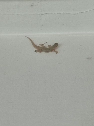 จิ้งจกบ้านหางแบน · Flat-tailed House Gecko · Hemidactylus platyurus