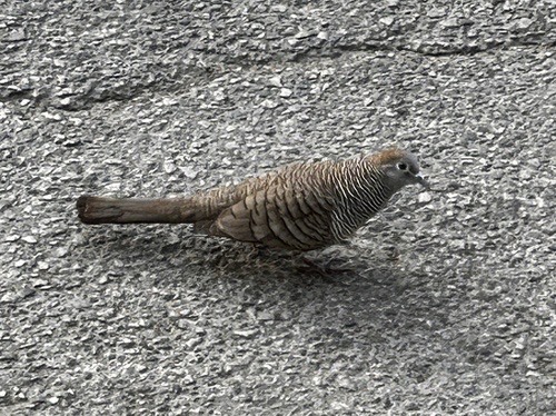 นกเขาชวา · Zebra Dove · Geopelia striata