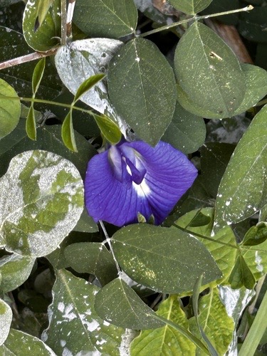 อัญชัน · Blue Pea · Clitoria ternatea