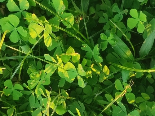 ผักแว่น · Nardoo · Marsilea crenata