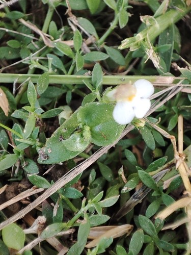 Yamazakia pusilla