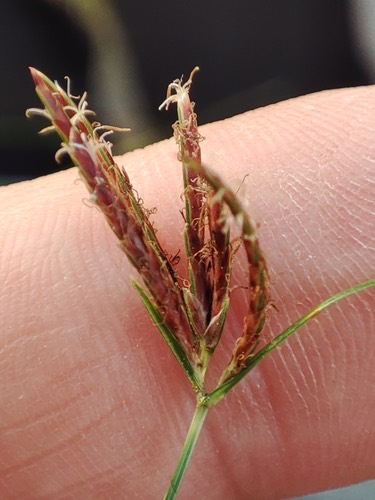 หญ้าแห้วหมู · Purple nutsedge · Cyperus rotundus