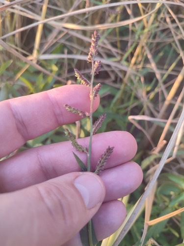 หญ้าข้าวนก · Jungle Rice · Echinochloa colona