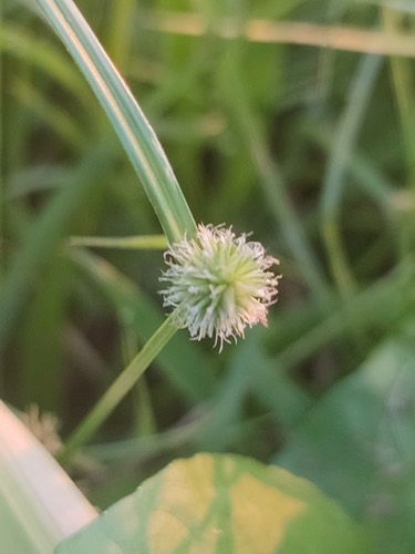 หญ้าตุ้มหู · whitehead spikesedge · Cyperus mindorensis