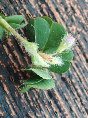 หญ้าเกล็ดหอย · creeping tick trefoil · Grona triflora