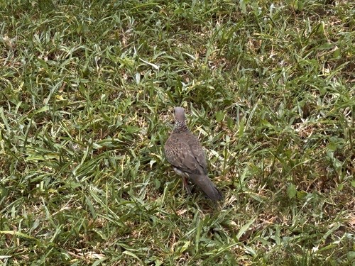 นกเขาใหญ่ · Spotted Dove · Spilopelia chinensis