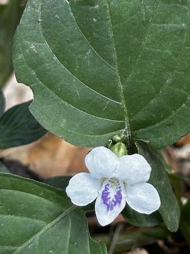 หญ้าใบพริก · African Coromandel · Asystasia intrusa