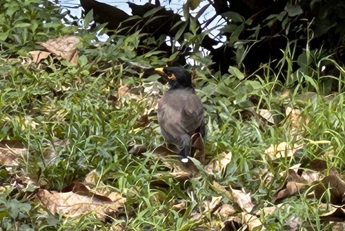 นกเอี้ยงสาริกา · Common Myna · Acridotheres tristis