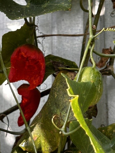 ตำลึง · Ivy gourd · Coccinia grandis