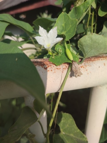 ตำลึง · Ivy gourd · Coccinia grandis