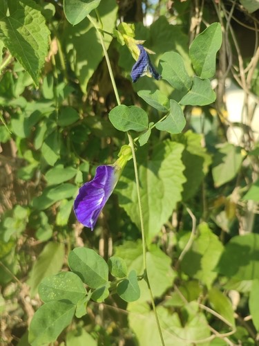 อัญชัน · Blue Pea · Clitoria ternatea