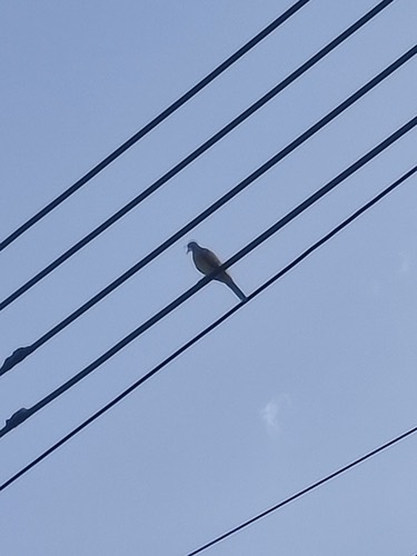 นกเขาชวา · Zebra Dove · Geopelia striata