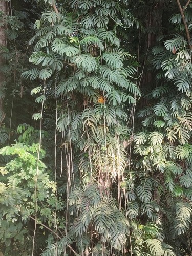 พลูฉีก · Dragon-tail · Epipremnum pinnatum