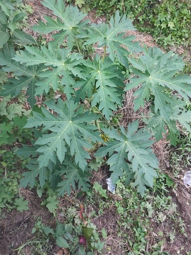 มะละกอ · Papaya · Carica papaya