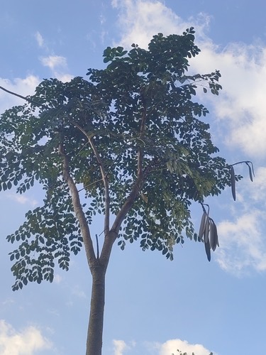 เพกา · Indian trumpet tree · Oroxylum indicum