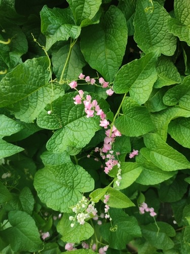 พวงชมพู · Coral Vine · Antigonon leptopus
