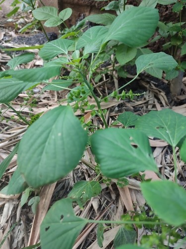 ตำแยแมว · Indian Acalypha · Acalypha indica