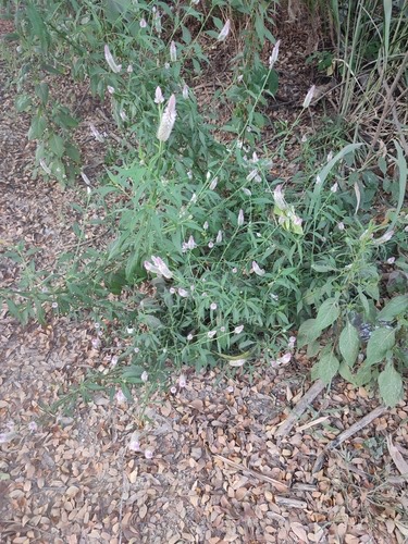 หงอนไก่ · Quail Grass · Celosia argentea