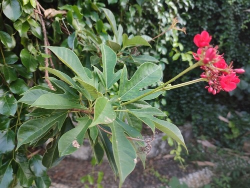 ปัตตาเวีย · Peregrina · Jatropha integerrima