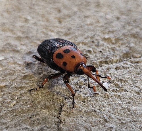 ด้วงงวงมะพร้าว · Red Palm Weevil · Rhynchophorus ferrugineus