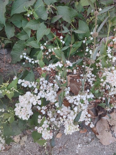 พวงชมพู · Coral Vine · Antigonon leptopus