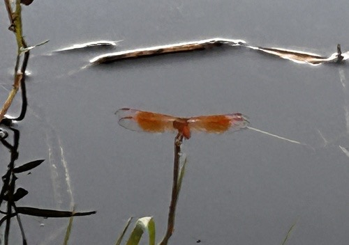 แมลงปอบ้านปีกเปื้อนส้ม · Ditch Jewel · Brachythemis contaminata