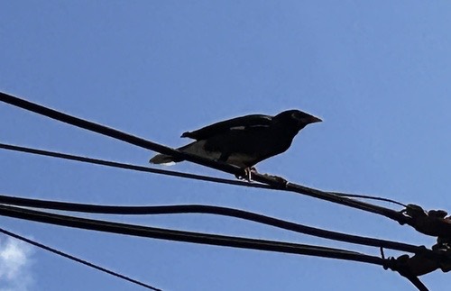 นกเอี้ยงสาริกา · Common Myna · Acridotheres tristis