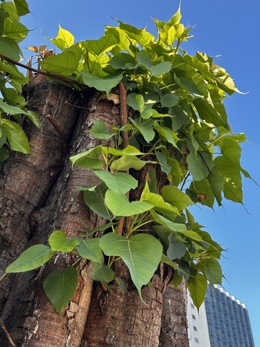 โพ · Sacred fig · Ficus religiosa