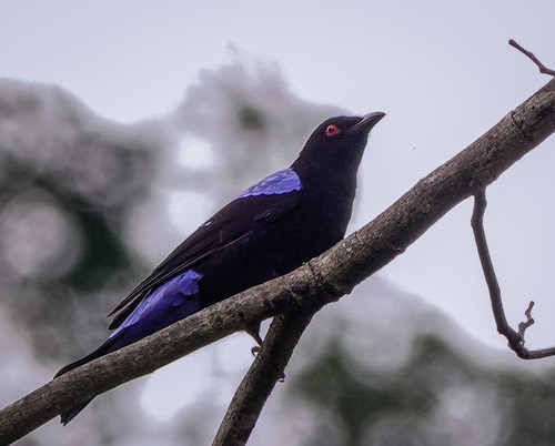 นกเขียวคราม · Asian Fairy-bluebird · Irena puella