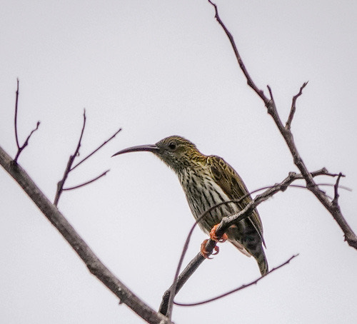 นกปลีกล้วยลาย · Streaked Spiderhunter · Arachnothera magna
