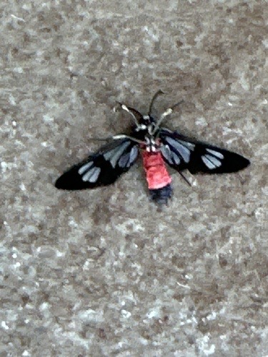 ผีเสื้อหญ้าปีกใสท้องแดง · Fouquet's Wasp Moth · Caeneressa fouqueti