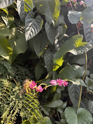 พวงชมพู · Coral Vine · Antigonon leptopus