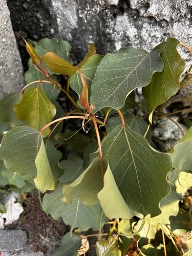 โพ · Sacred fig · Ficus religiosa