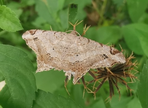 Chiasmia emersaria