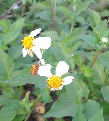 ก้นจ้ำขาวดอกใหญ่ · White beggarticks · Bidens alba